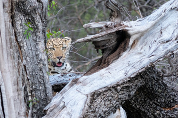 young leopard looking through the trees at etosha national park