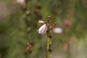 Hollow steamed asphodel, Asphodelus fistulosus.