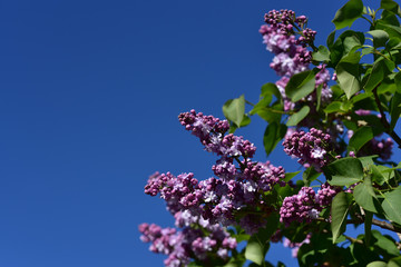 lila flieder vor blauem himmel mit textfeld im frühling