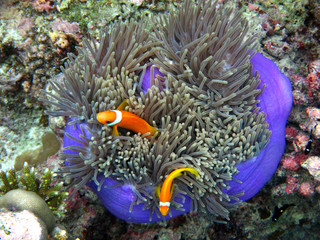 Klaunfische in einer Anemone