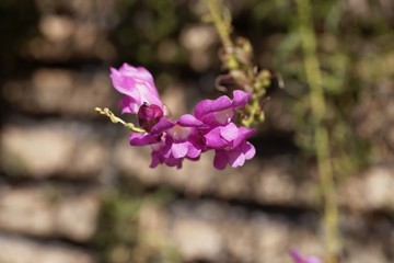 Flowers of a common snapdragon, Antirrhinum majus.