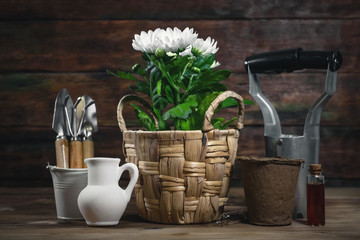 Chrysanthemum flower in a pot, bottle of fertilizer and gardening tools on a table. Floriculture abstract background.