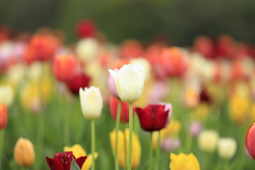 チューリップ畑