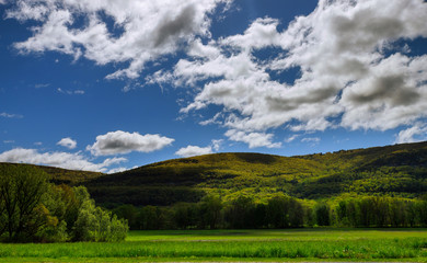 Trees in springtime on the mountain