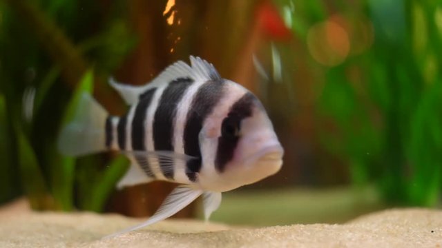 Close-up of exotic black and white striped fish on the bottom of aquarium tank in a fresh water with green plants. Frame. Amazing underwater life