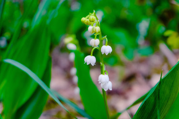 blooming lily of the valley (Convallaria majalis)