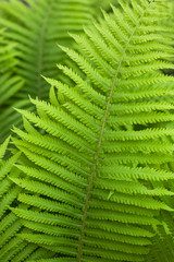 Close-up of a leaf of an exotic forest fern in the spring in the garden, a branch of a green flower. Vegetative background, vertical frame