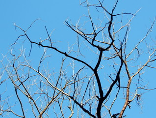 Twigs