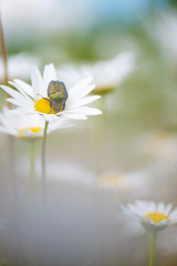Flower Beetle (Potosia cuprea) feeding on oxeye daisy