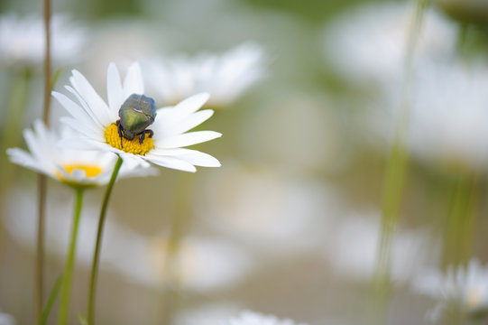 Flower Beetle (Potosia cuprea) feeding on oxeye daisy