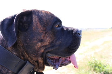 chien cane corso
