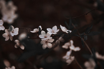 Abstract cherry garden background