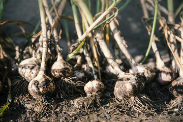 Garlic heads. Healthy food from your own garden