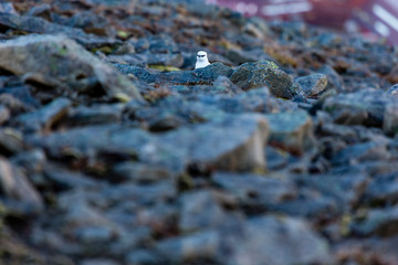 hiding Rock Ptarmigan (Lagopus muta) gamebird at stony underground at svalbard, spitsbergen, norway