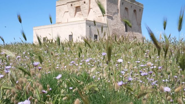 Torre Guaceto surrounded by greenery. Protected Marine Area of Torre Guaceto. Coastal and marine nature reserve with a defensive tower of the 16th century. Brindisi, Puglia (Apulia), Italy