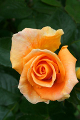 Rose blossom at the garden, close up shot