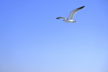 かもめと青空