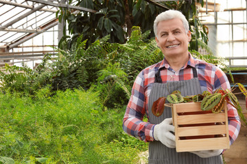 Mature man holding wooden crate with tropical plant in greenhouse. Home gardening