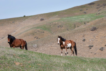 Wild Horses walking in a grassy field in Montana