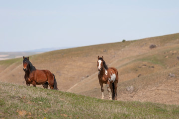 Wild Horses walking in a grassy field in Montana