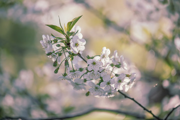 Cherry flowers frame
