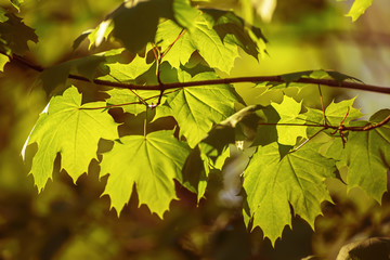 Maple leaves background