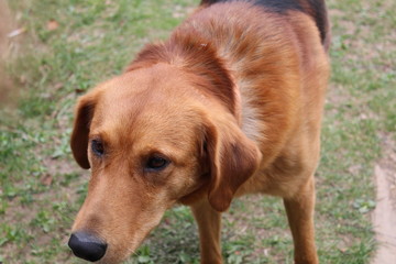 portrait of dog