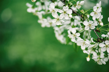 Cherry flowers frame