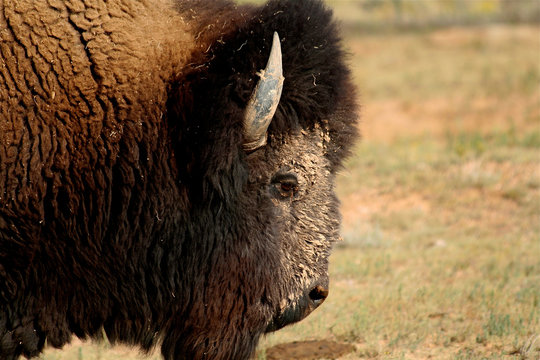 Bison roaming in New Mexico