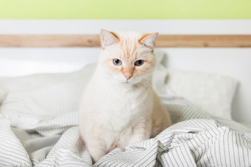 Fototapeta na wymiar Bored young light ginger mixed breed cat under light gray plaid in contemporary bedroom. Pet warms on blanket in cold winter weather. Pets friendly and care concept.