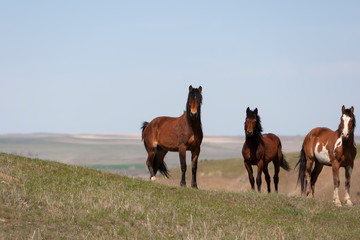 Fototapeta na wymiar Wild Horses walking in a grassy field in Montana