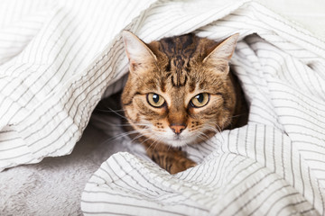 Energizer young tabby mixed breed cat under light gray plaid in contemporary bedroom. Pet warms under a blanket in cold winter weather. Pets friendly and care concept.