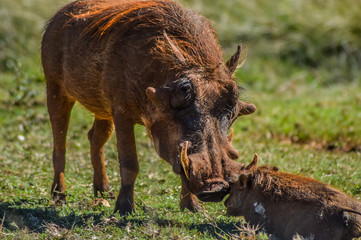 Common Warthog or Pumba interacting and playing in a South African game reserve