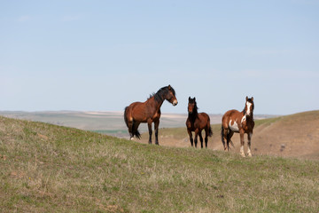 Fototapeta na wymiar Wild Horses walking in a grassy field in Montana