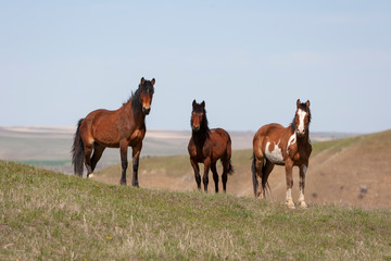 Wild Horses walking in a grassy field in Montana