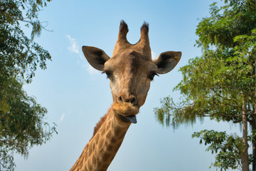 Obraz premium portret naturalnej głowy żyrafa w błękitne niebo