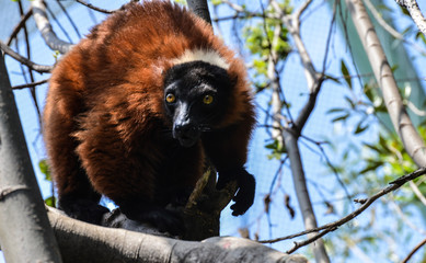 closeup portrait of a cute but endangered solo Red-bellied Lemur