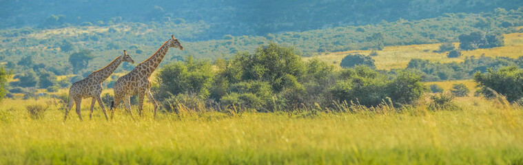Authentic true South African safari experience in bushveld in a game reserve © shams Faraz Amir