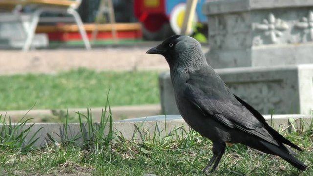 Jackdaw wild in biting bugs in the grass. Life of wild birds in the city. 