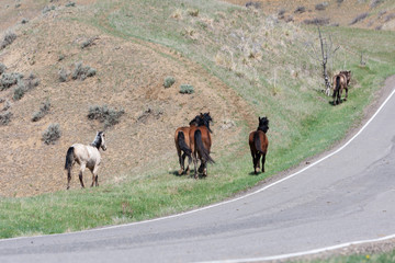 Wild Horses walking in a grassy field in Montana