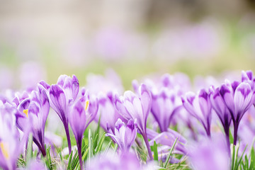 Spring crocus flowers