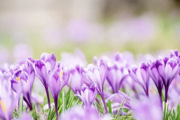Rolgordijnen Spring crocus flowers © Roxana