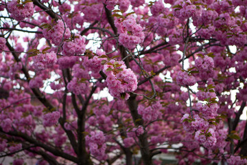 pinke Blütenpracht am Baum im Frühling