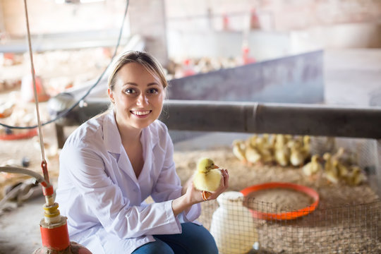 Veterinarian holding duckling on poultry farm.