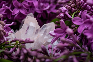 Himalayan Clear Quartz Clusters with Hematite inclusions surrounded by purple lilac flowers.