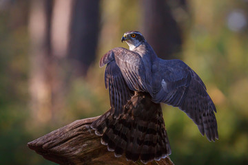 Northern Goshowk on a branch in the forest in the Netherlands