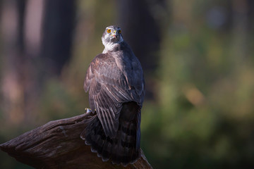 Northern Goshowk on a branch in the forest in the Netherlands
