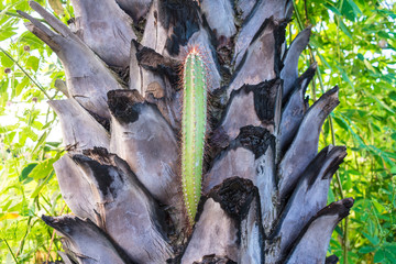 Naklejka premium Cactus growing in the bark of a palm tree - caatinga biome in Oeiras, Brazil