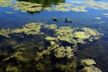 Enten im Rheinauensee im Freizeitpark Rheinaue Bonn - Stockfoto