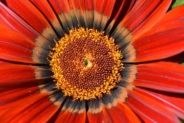Orange Flower. Close up. detail